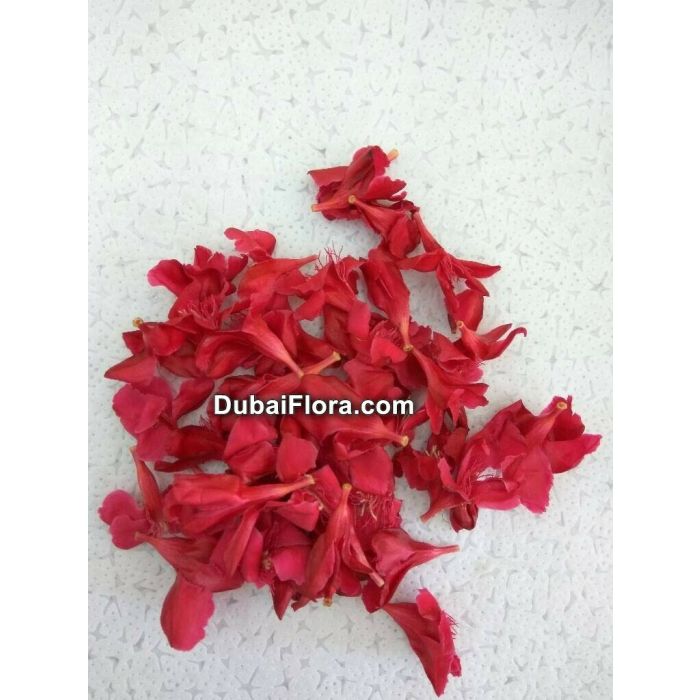 Fresh Red Oleander Flower (Arali)