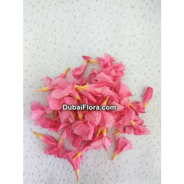 Fresh Pink Oleander Flowers (Arali)