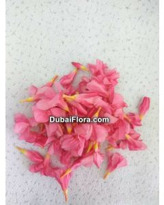 Fresh Pink Oleander Flowers (Arali)