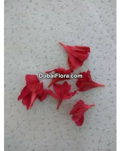 Fresh Red Oleander Flower (Arali)