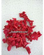 Fresh Red Oleander Flower (Arali)